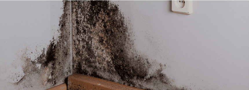 close up of mold growth on household wall