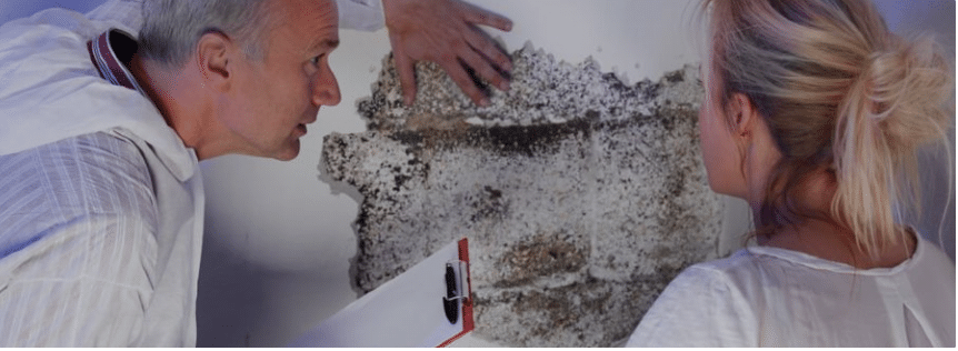 professional inspecting mold growth on wall