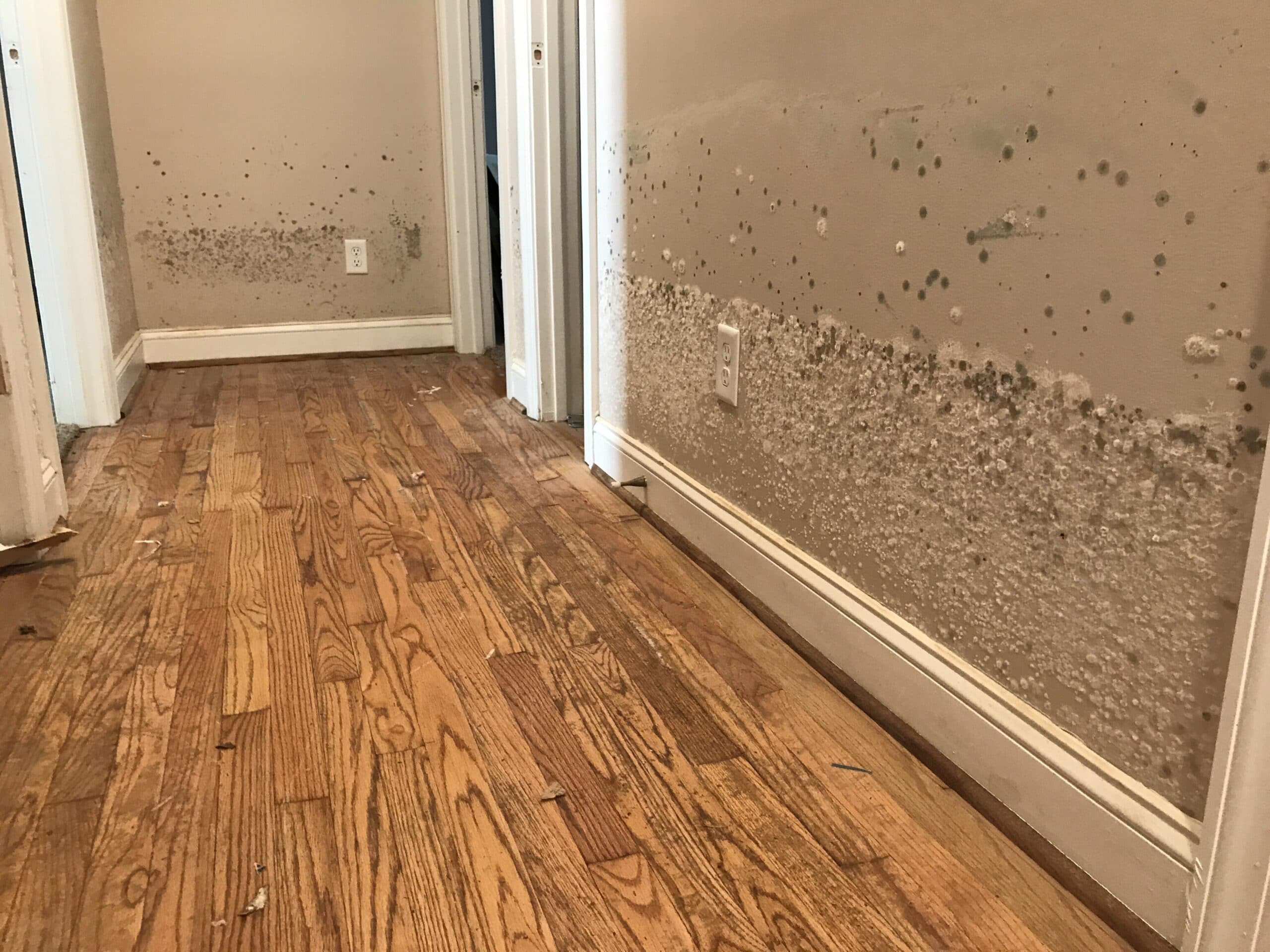 water damage and mold on interior walls from flood