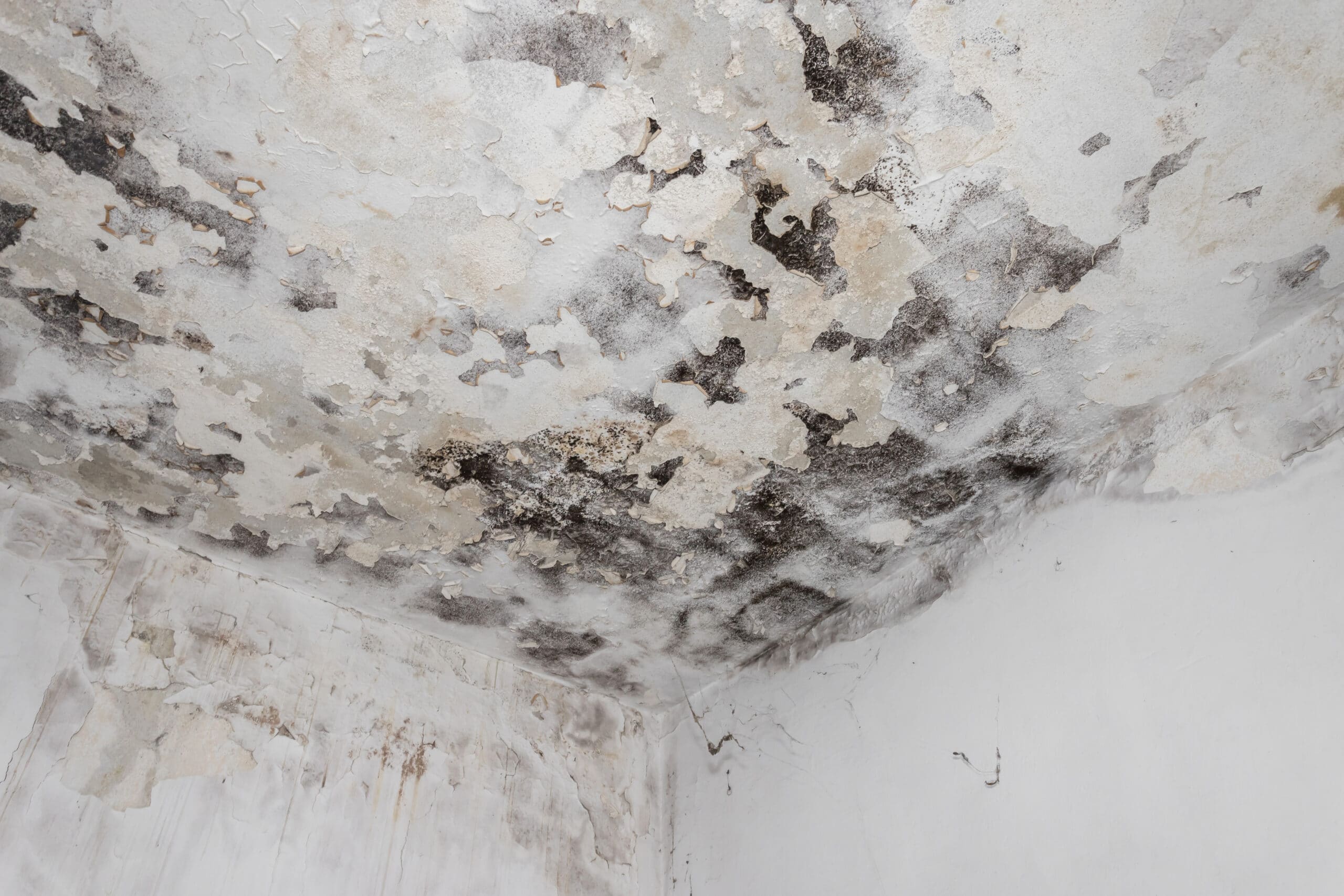 Moss and mold spots on the ceiling caused by wet basements.