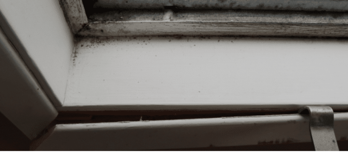 close up of mold growing on window sill