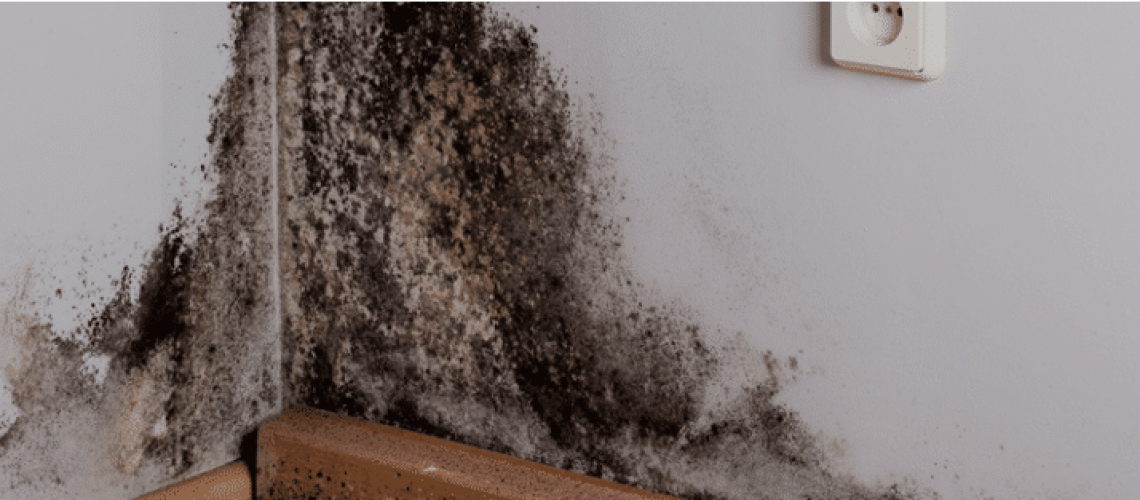 close up of mold growth on household wall